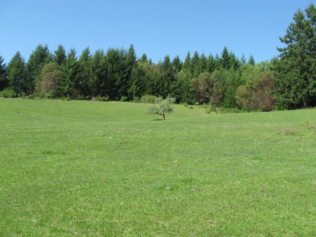 Lone Apple Tree In Meadow